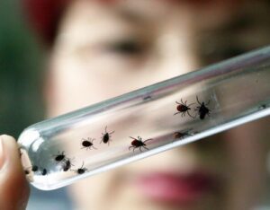 клещевой энцефалит